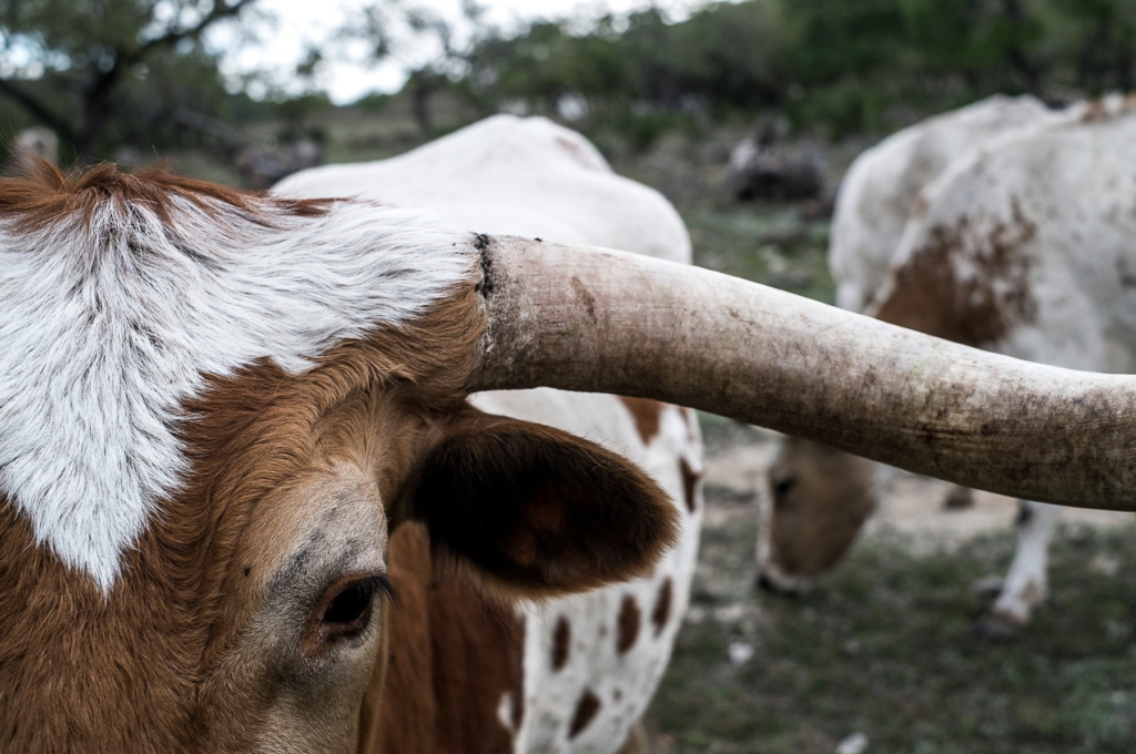 Bulls Prevent Famine in Uganda
